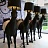 Moooi Horse Lamp Черный 240 см  Матовый фото 6